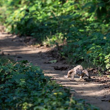 Sanctuary Chitwan National Park チトワン エクステリア 写真