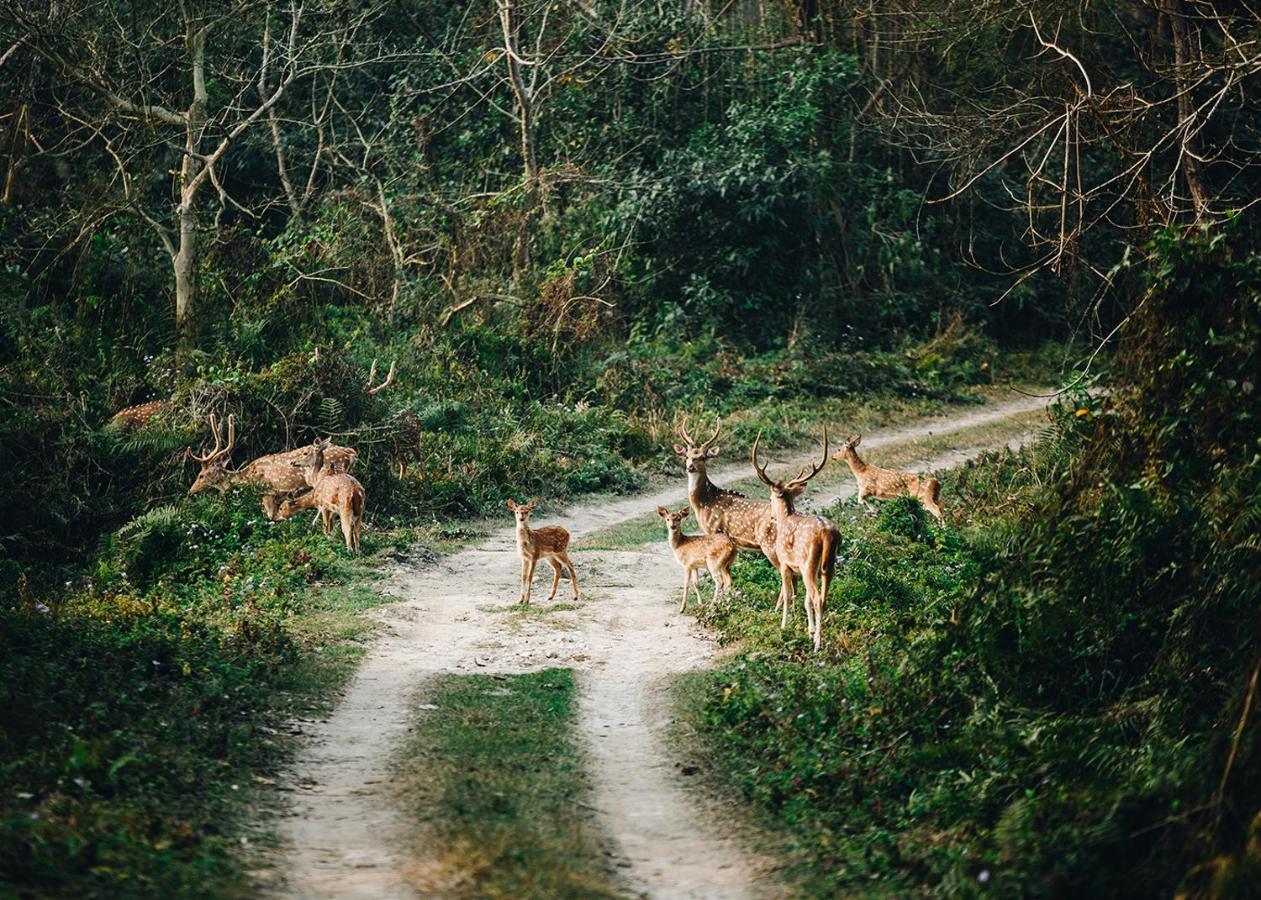 ホテル Sanctuary Chitwan National Park エクステリア 写真