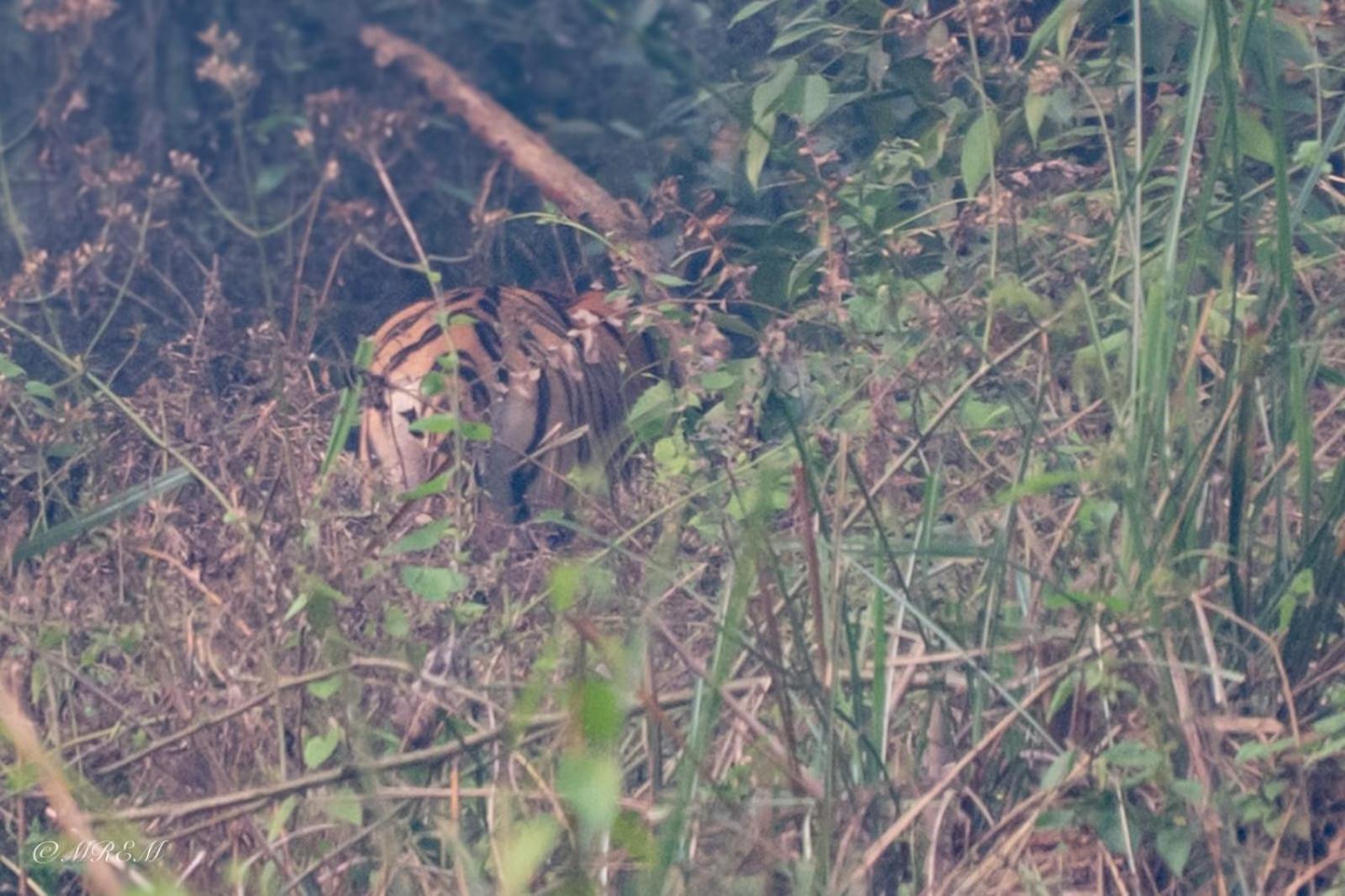 ホテル Sanctuary Chitwan National Park エクステリア 写真