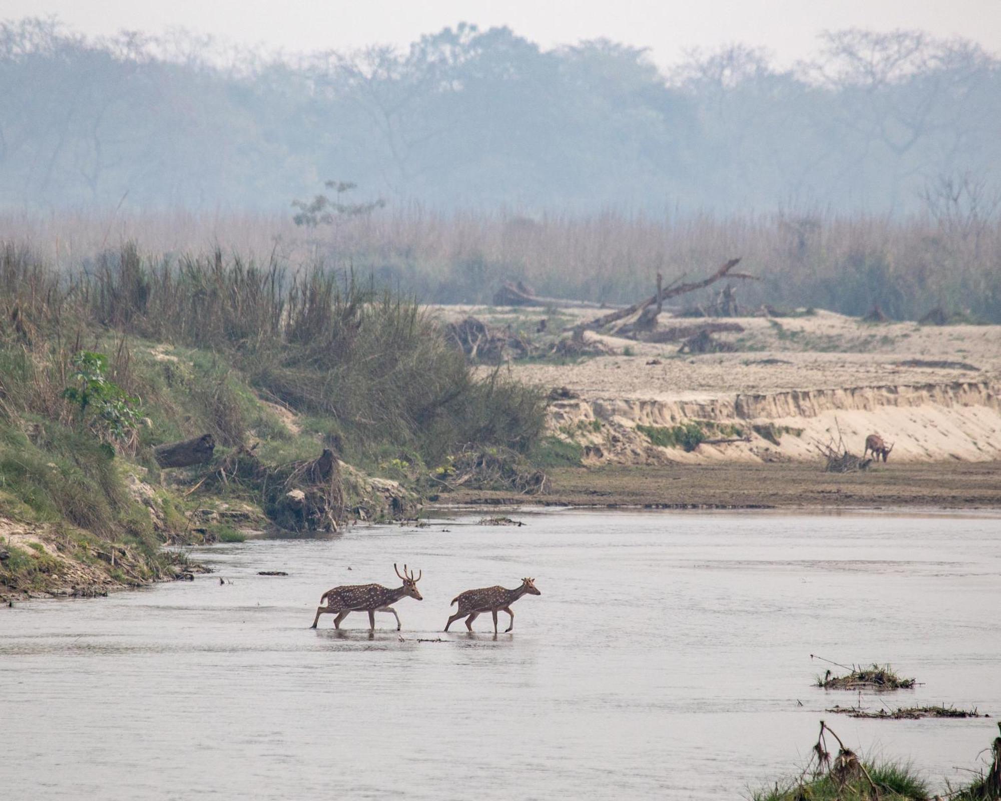 Sanctuary Chitwan National Park チトワン エクステリア 写真