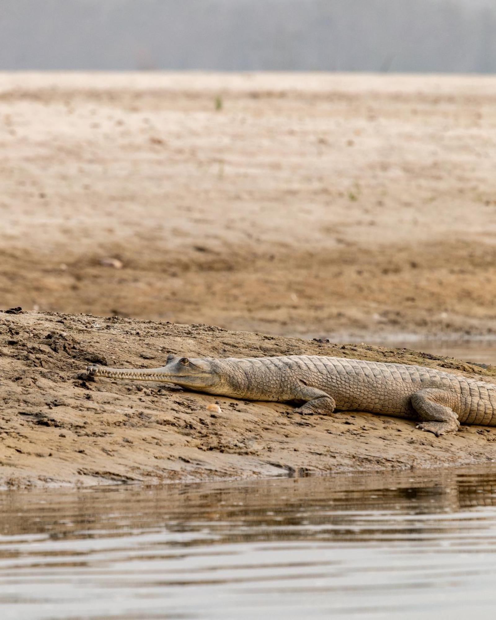 ホテル Sanctuary Chitwan National Park エクステリア 写真