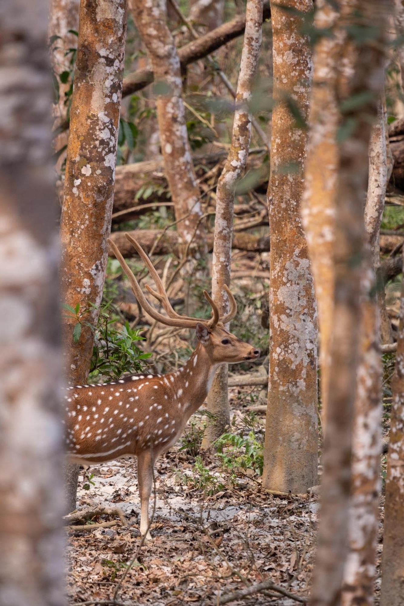 ホテル Sanctuary Chitwan National Park エクステリア 写真
