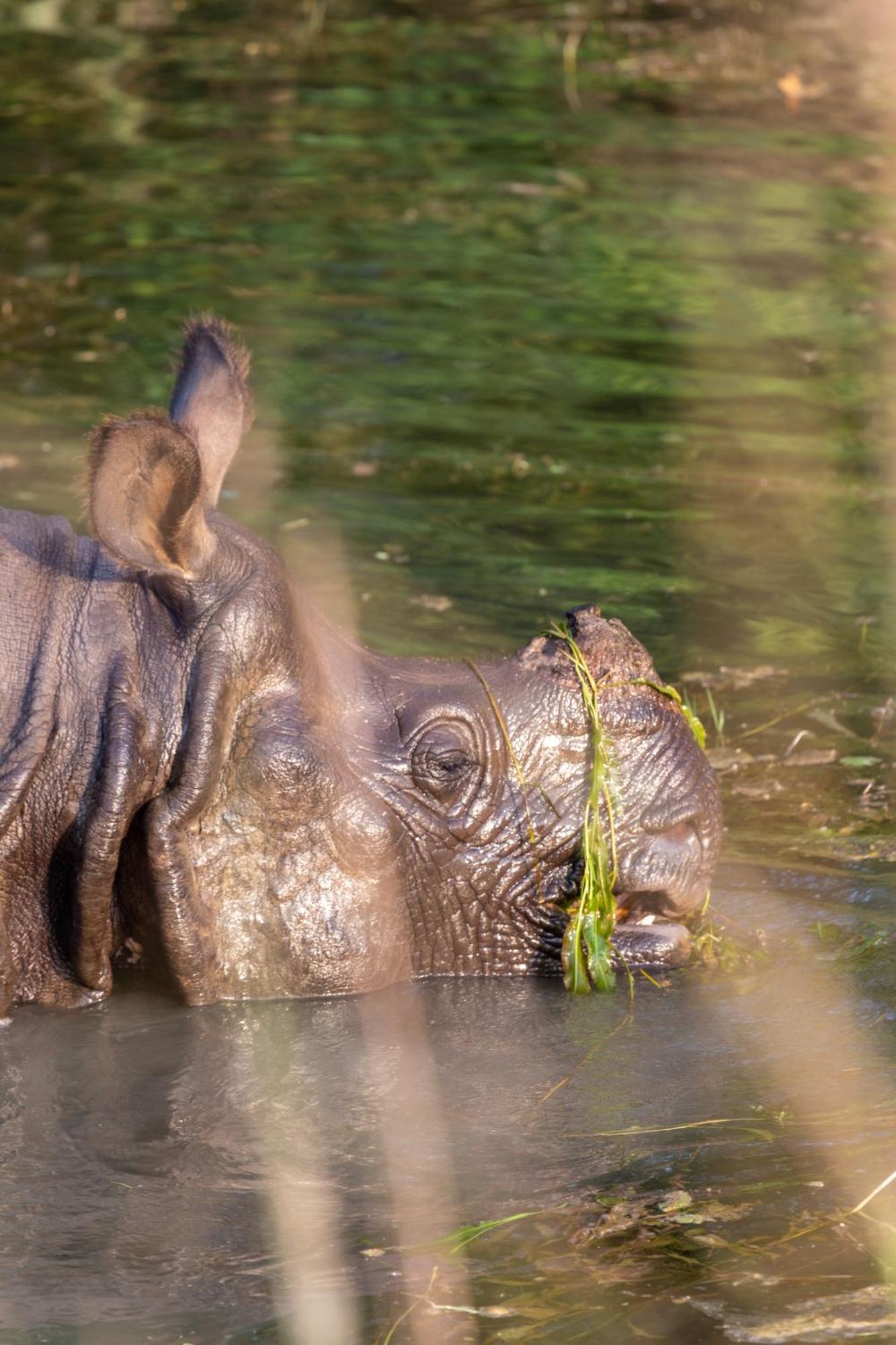 ホテル Sanctuary Chitwan National Park エクステリア 写真