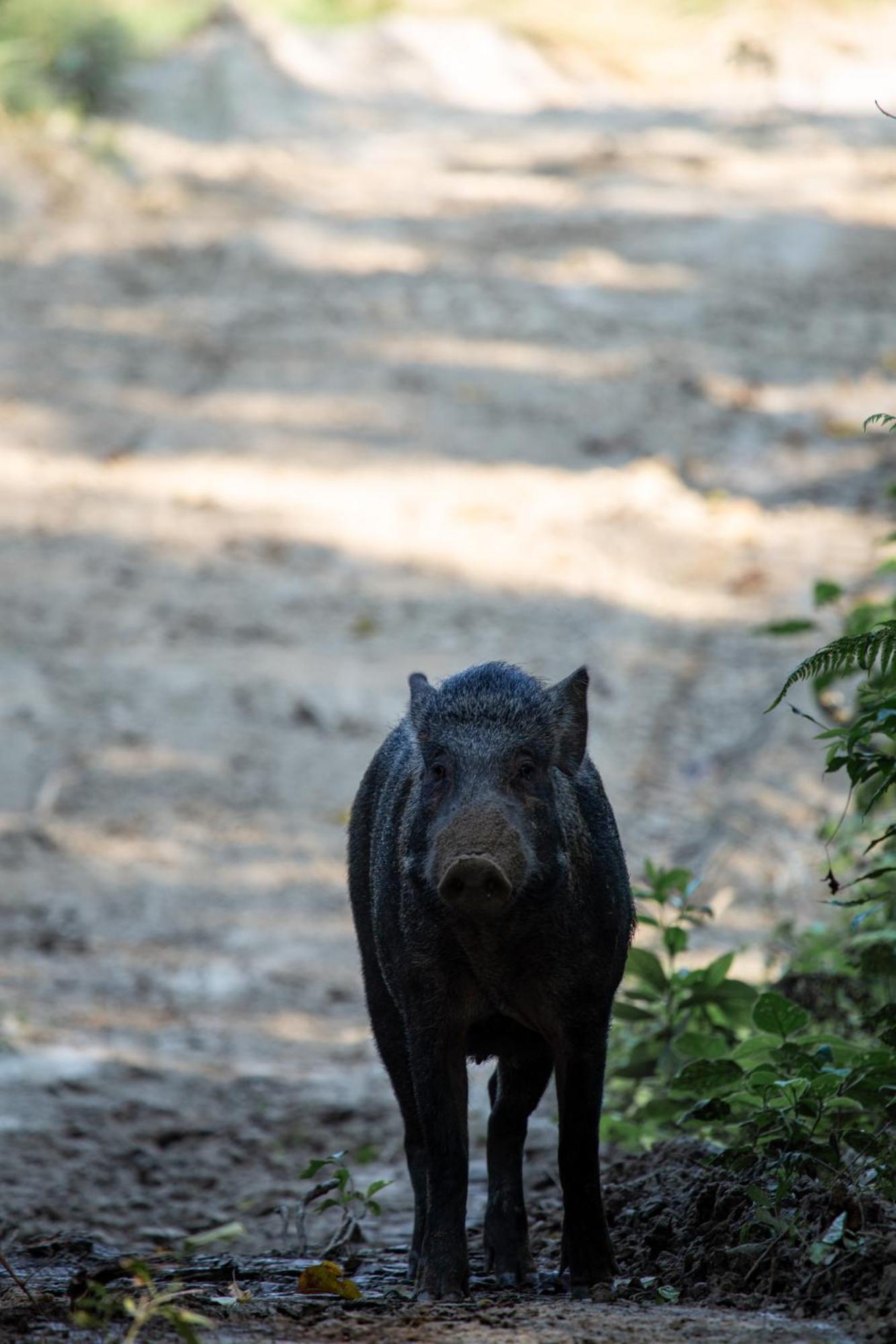 Sanctuary Chitwan National Park チトワン エクステリア 写真