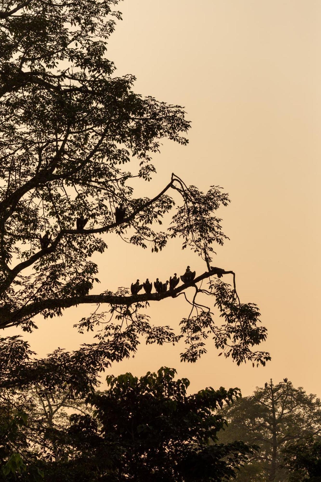 Sanctuary Chitwan National Park チトワン エクステリア 写真