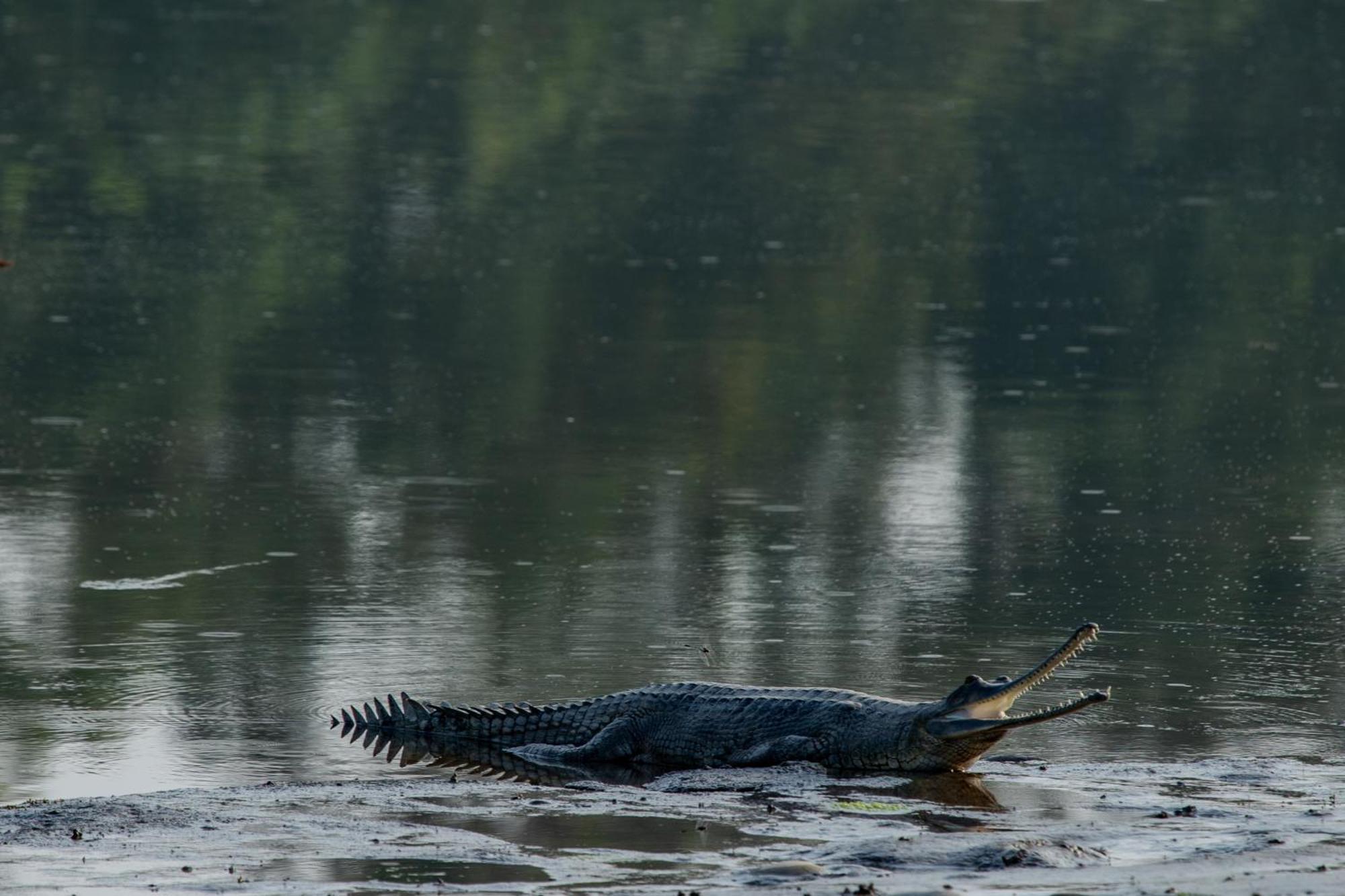 Sanctuary Chitwan National Park チトワン エクステリア 写真