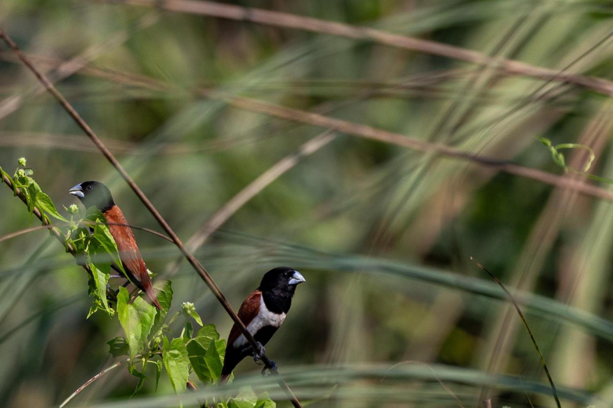 Sanctuary Chitwan National Park チトワン エクステリア 写真