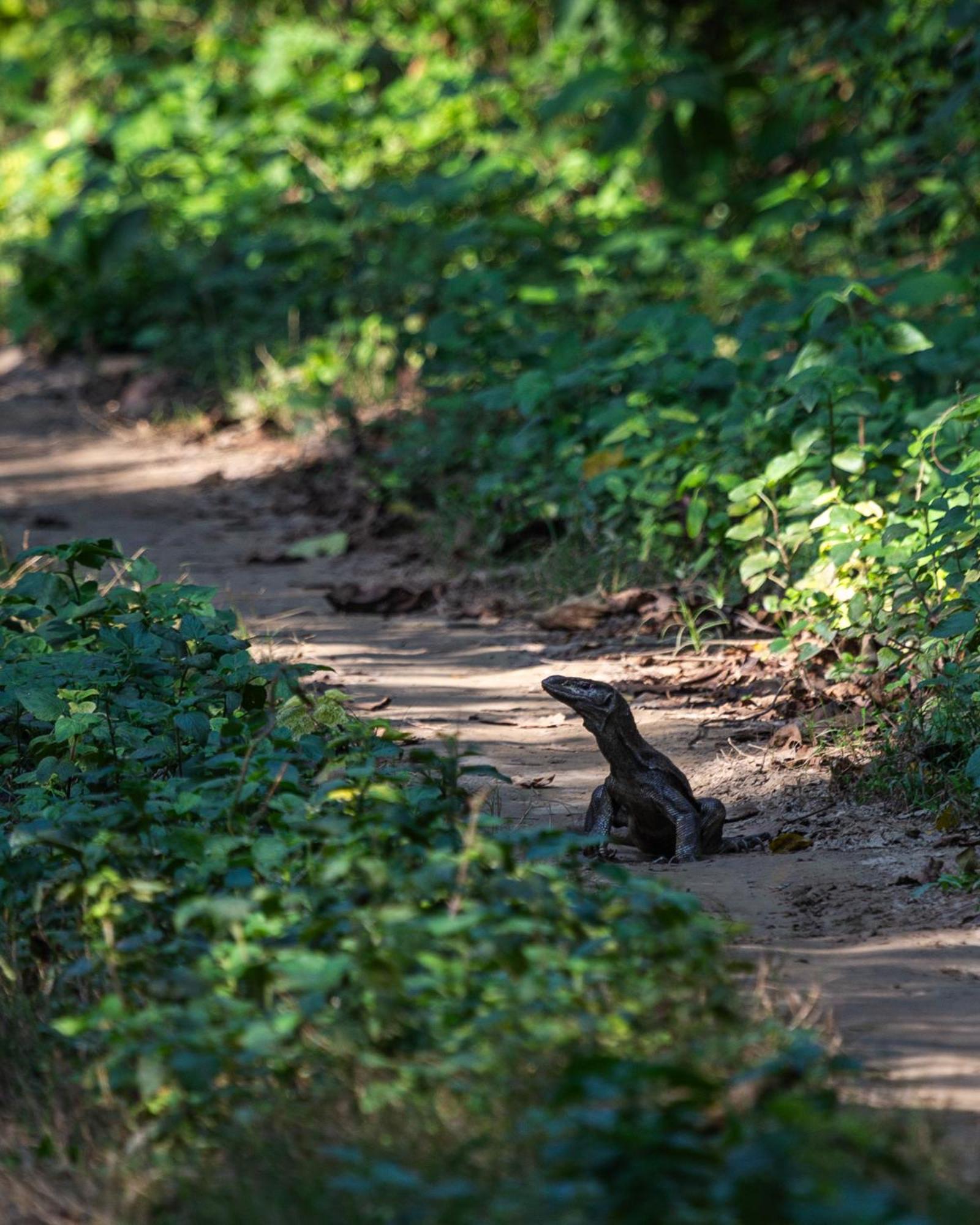 Sanctuary Chitwan National Park チトワン エクステリア 写真
