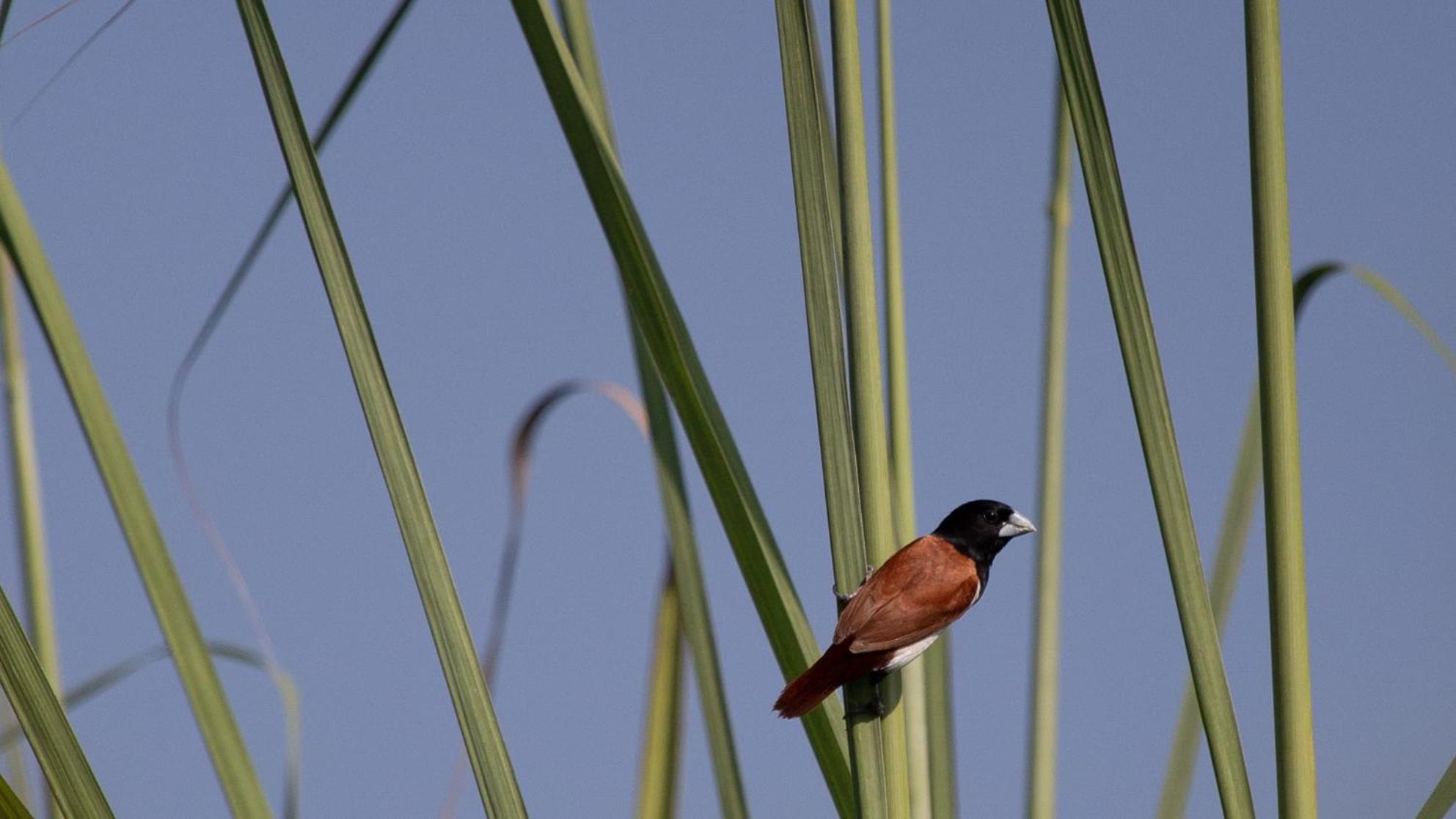 ホテル Sanctuary Chitwan National Park エクステリア 写真