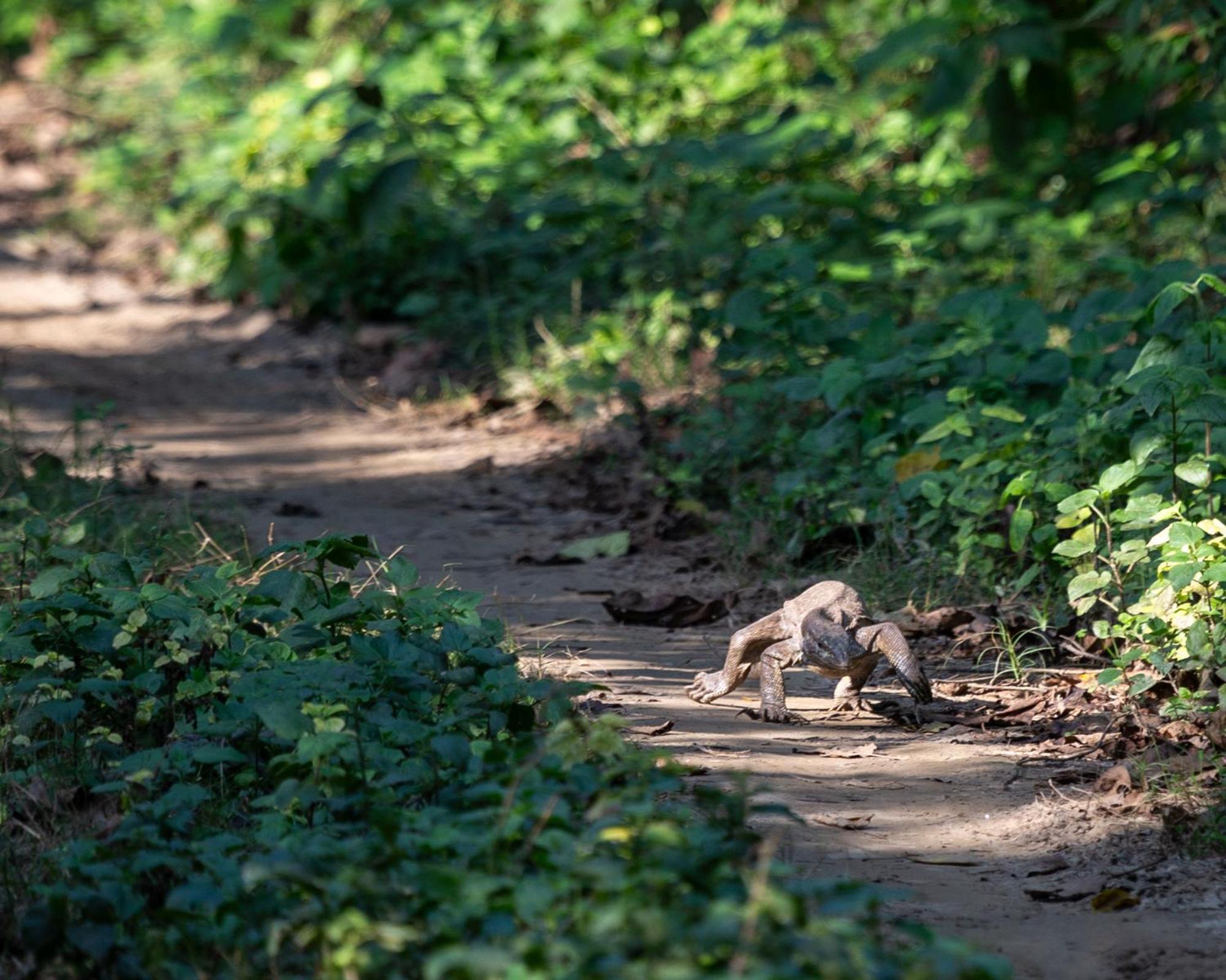 ホテル Sanctuary Chitwan National Park エクステリア 写真